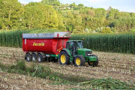 quanta luce un campo di sorgo