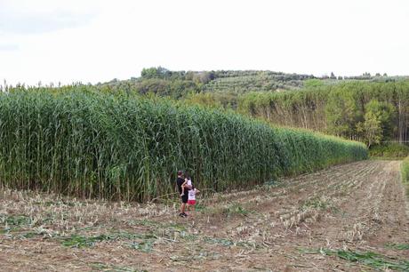 quanta luce un campo di sorgo