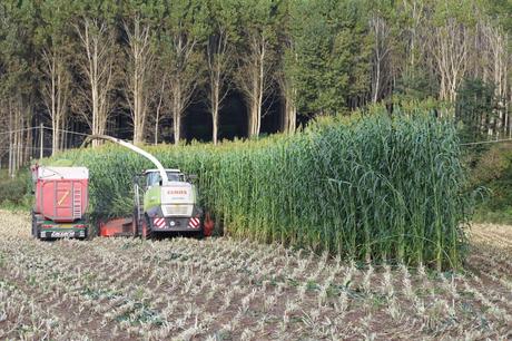 quanta luce un campo di sorgo