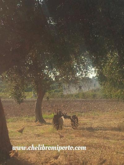 viaggio in Puglia campagna in Salento