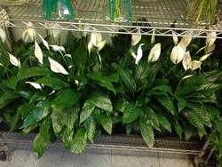 Piante di spathiphyllum