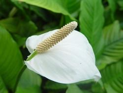 Fiore di spathiphyllum