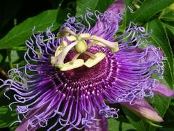 Passiflora incarnata