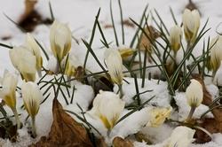 Rosa di Natale sotto la neve