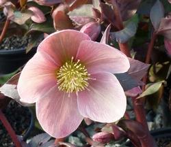 Rosa di Natale dai fiori lilla