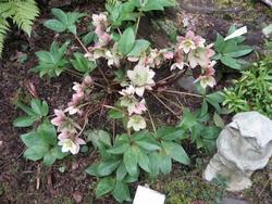 Esemplare di rosa di Natale in bosco