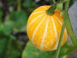 Una zucca ornamentale prima di essere raccolta