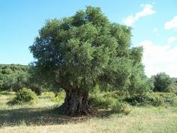 Albero di Olivo