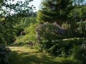 Alberi sempreverdi giardino