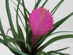 Una foto della Tillandsia cyanea, in cui, al centro, è possibile vedere il fiore.