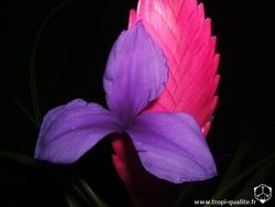 La Tillandsia cyanea, particolare del fiore.