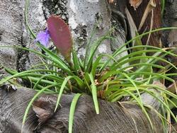 Una Tillandsia Cyanea sviluppatasi su una roccia.