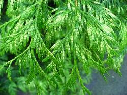 Thuja plicata , particolare delle foglie