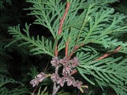 thuja occidentalis, particolare delle foglie