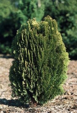 thuja orientalis