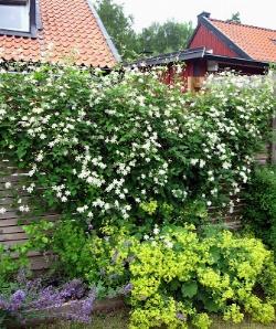 Comune immagine della Clematis Vitalba