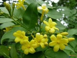 Fiori di gelsomino invernale