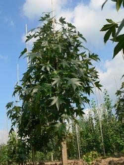 Liquidambar styraciflua in estate