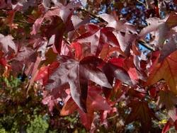 Foglile autunnali del liquidambar styraciflua