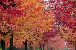 Varietà di colori del fogliame del liquidambar styraciflua