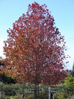 Liquidambar styraciflua in autunno