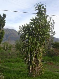 Una dracaena fragrans, conosciuta come tronchetto della felicità