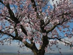 Un Prunus dulcis in fiore