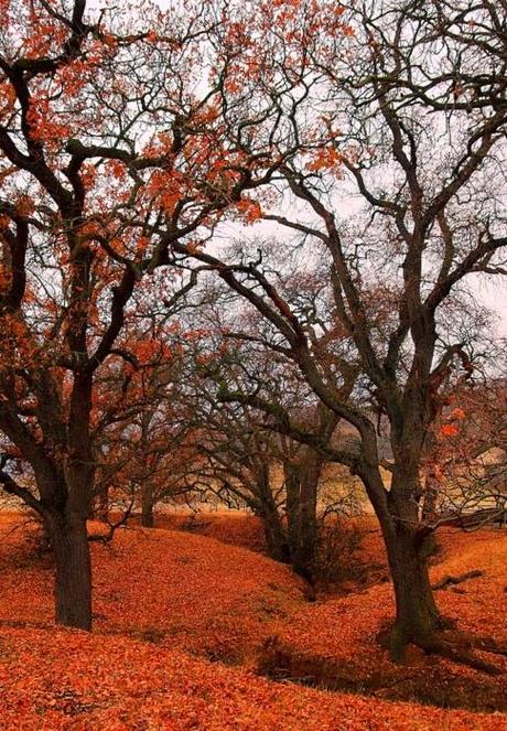 Pensiero poetico: Autunno