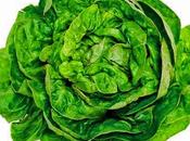 lattuga, vecchi rimedi popolari sonno