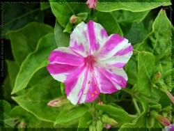 Corolla fiori bella di notte