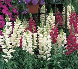 Piante di Antirrhinum