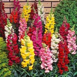 Colorazioni possibili dell' antirrhinum