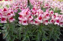 Prato ricoperto di fiori di Antirrhinum