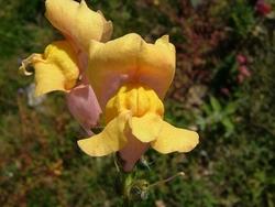 Antirrhinum con corola gialla