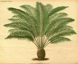 Disegno botanico di zamia tonkinensis