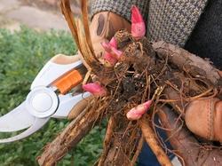 pianta di peonia erbacea pronta per l'impianto