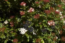 Bacche e fiori di viburnum tinus