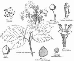 Disegno botanico del viburnum tinus