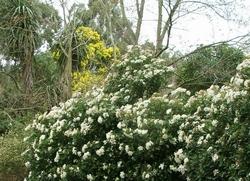 Pianta di viburnum tinus