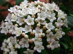 I fiori del viburnum tinus