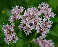 Occorre prestare attenzioni agli effetti collaterali della valeriana