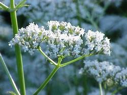 La tintura madre di valeriana ha molti effetti benefici