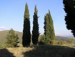Disegno botanico del cupressus sempervirens