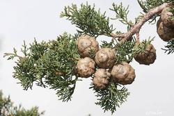 Foglie e frutti del cupressus sempervirens
