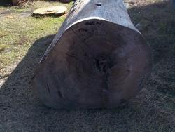 Tronco abbattuto di cupressus sempervirens