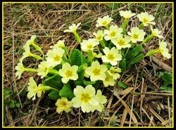 Primula vulgaris