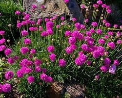 Armeria marittima su terreno roccioso