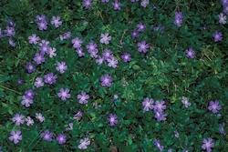 Cuscino di pervinca maggiore