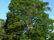 Alberi alto fusto