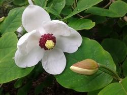 magnolia sinensis, fiore